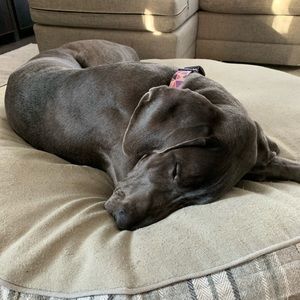 Meet your Posher, Kira